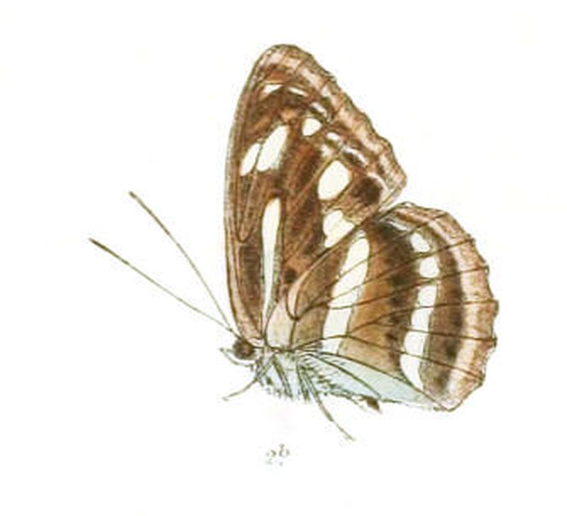 ChendranaPravara259 2b