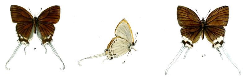 CheritraFreja 742 2 Knight