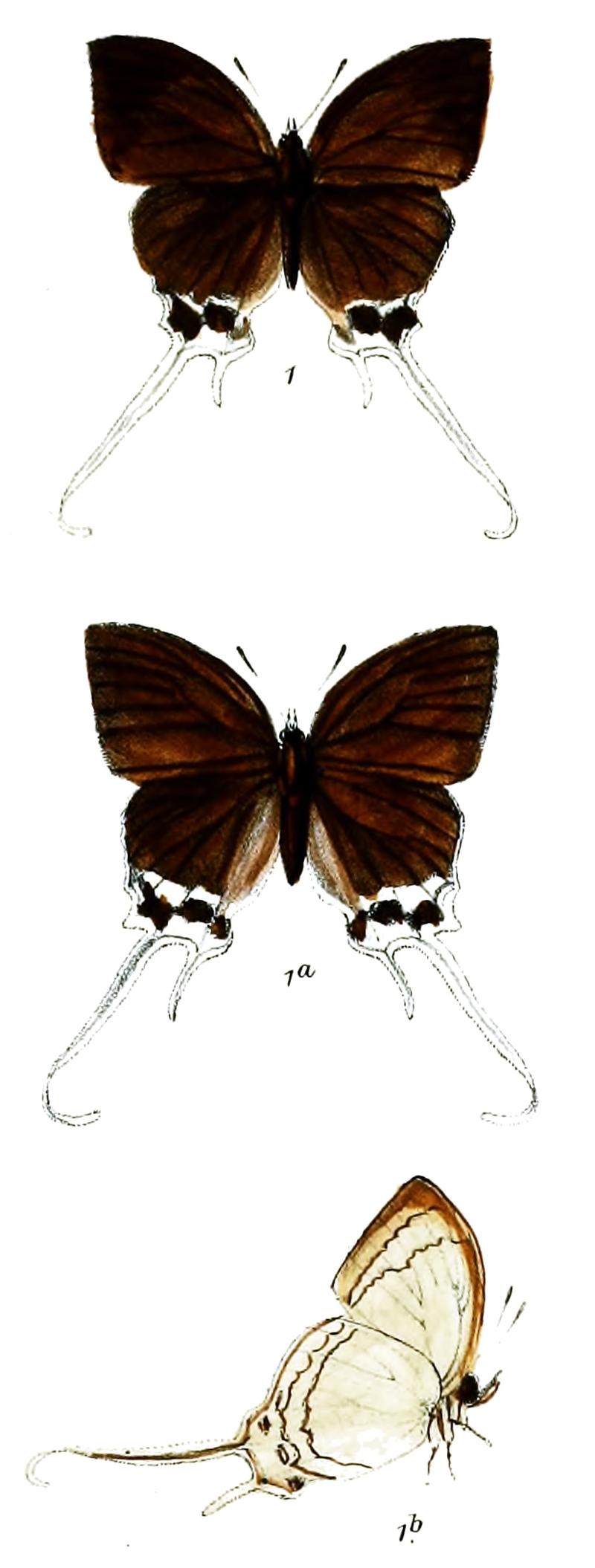 CheritraJaffra 743 1