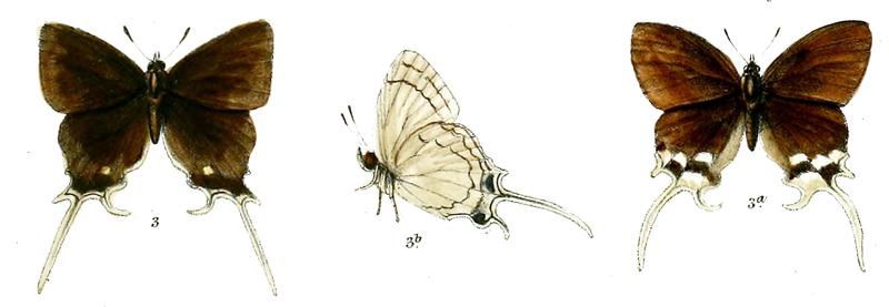 CheritraPseudojafra 742 3 Knight