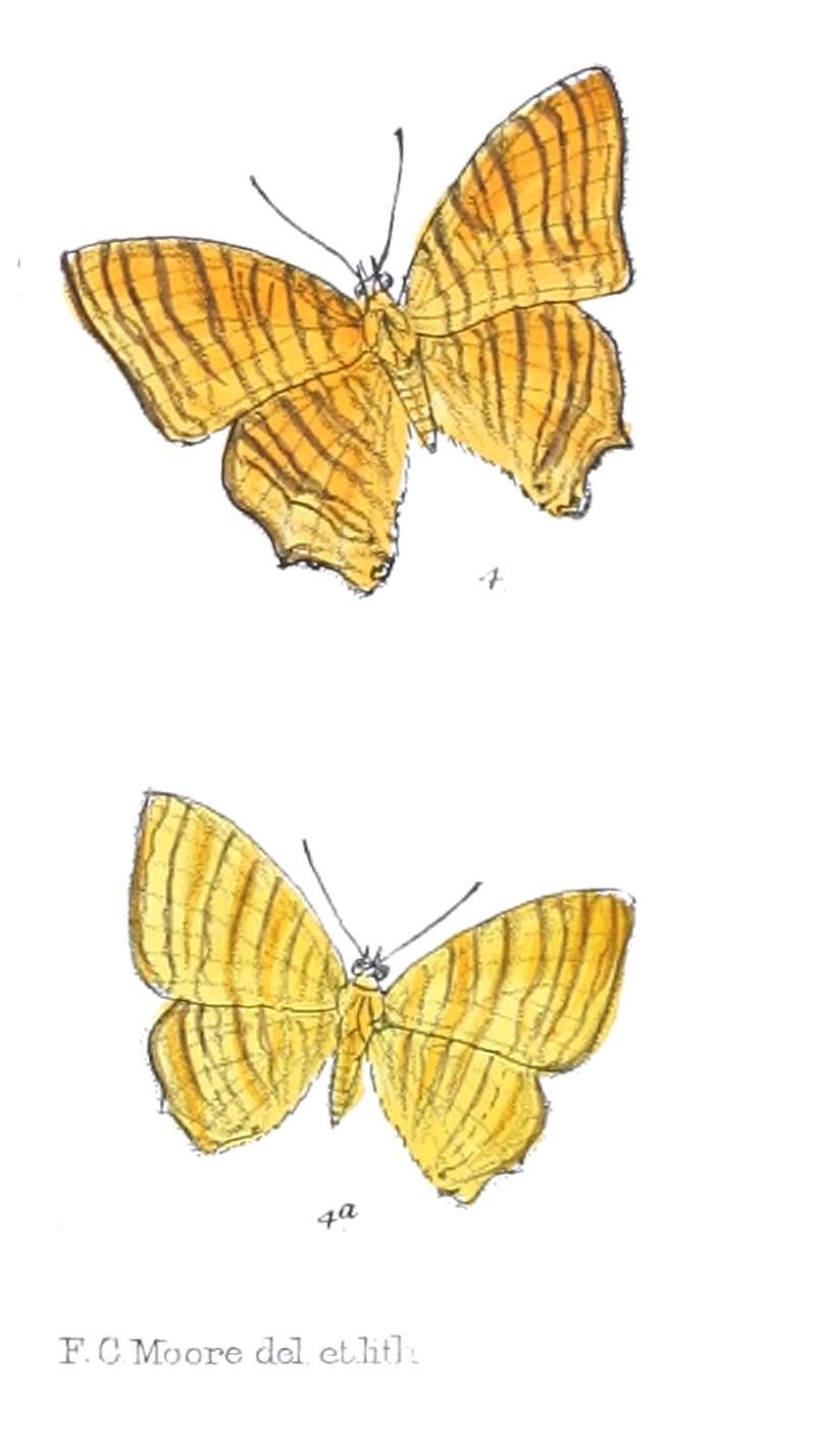 ChersonesiaRahrioides 307