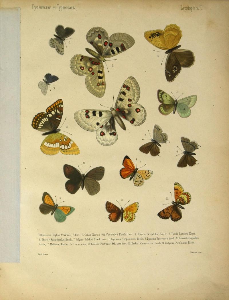 Cheshuekrylyi͡a (Lepidoptera) (Plate I) (9341611081)