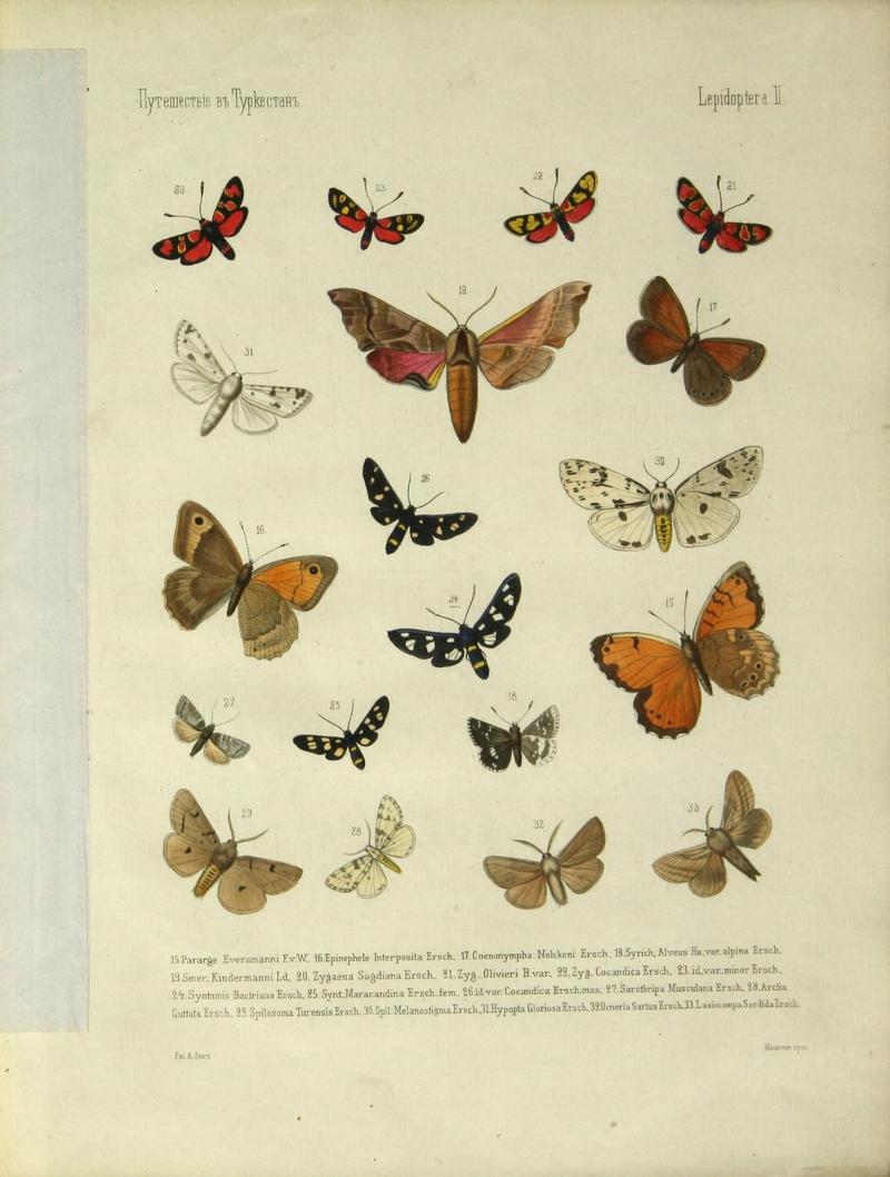 Cheshuekrylyi͡a (Lepidoptera) (Plate II) (9341612199)