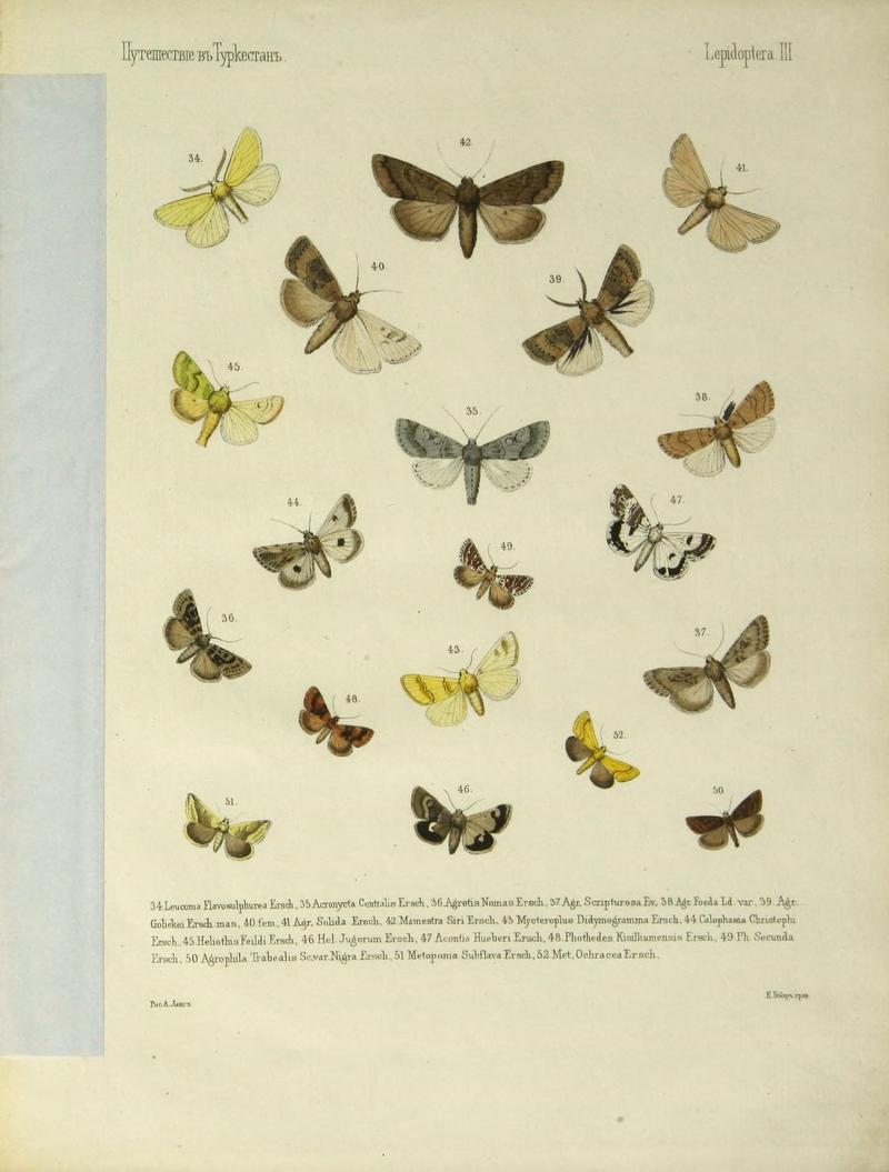 Cheshuekrylyi͡a (Lepidoptera) (Plate III) (9344398504)
