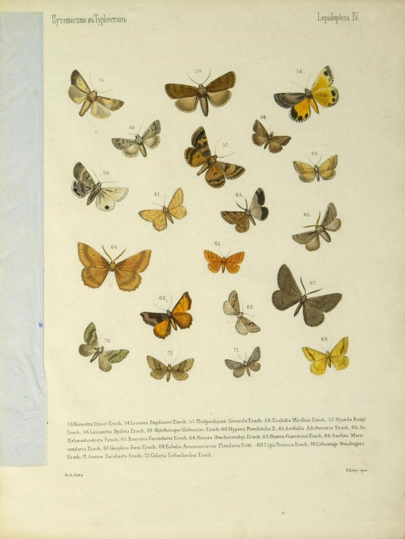 Cheshuekrylyi͡a (Lepidoptera) (Plate IV) (9341614225)