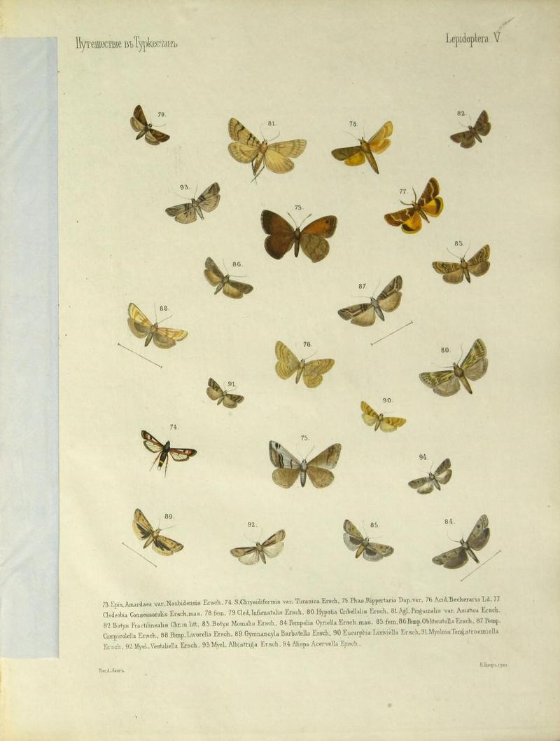 Cheshuekrylyi͡a (Lepidoptera) (Plate V) (9344400416)
