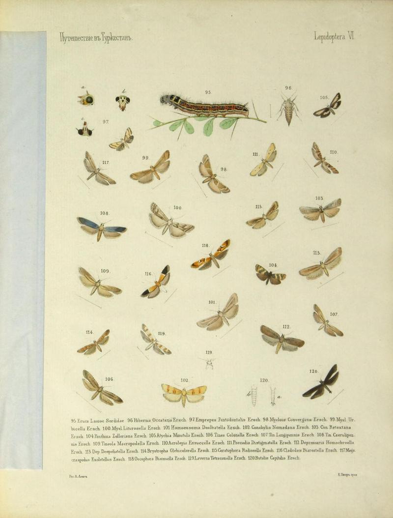 Cheshuekrylyi͡a (Lepidoptera) (Plate VI) (9344401312)