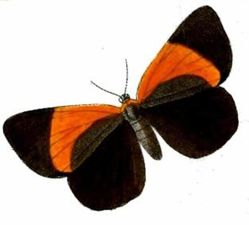 Chiasmia separata