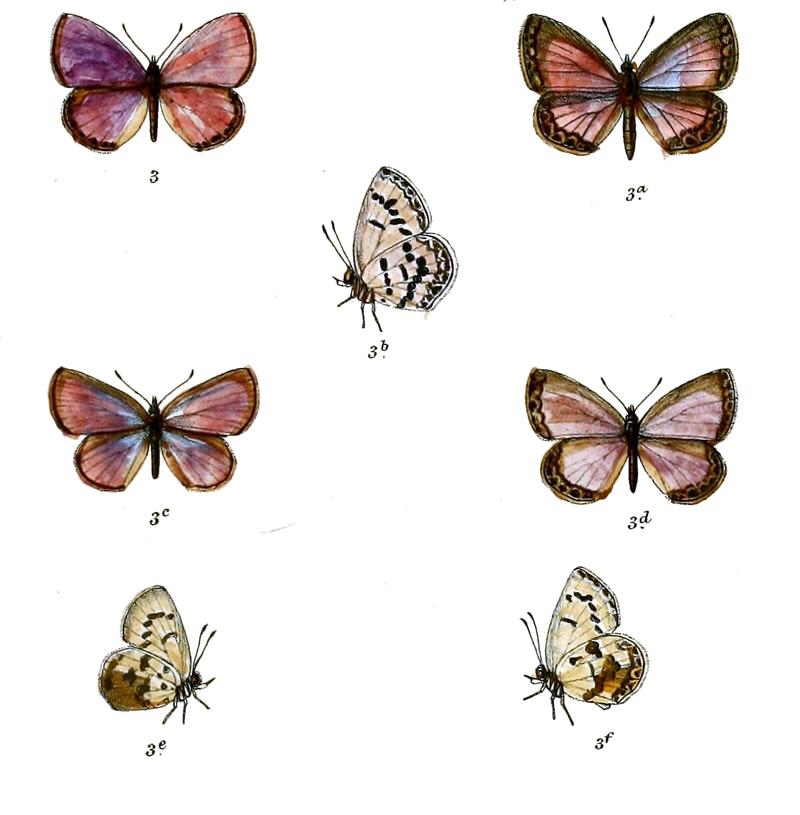 Chilades laius