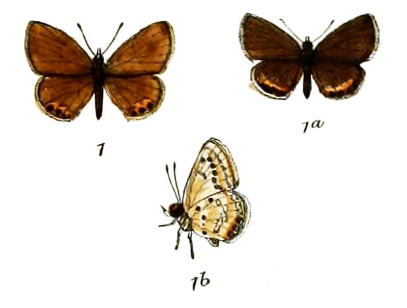 Chilades trochilus
