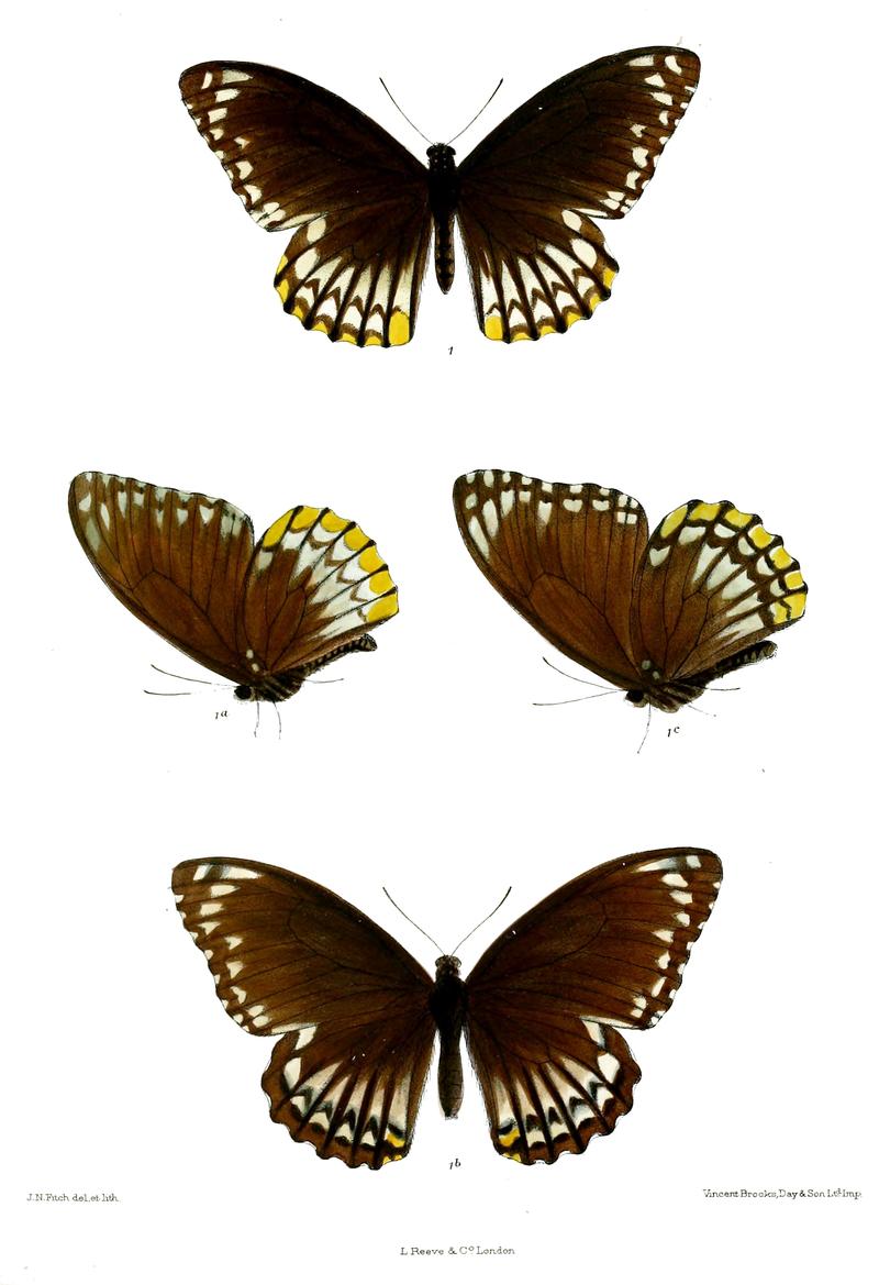 Chilasa clytia 501