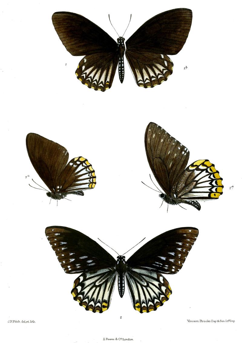 Chilasa clytia 505