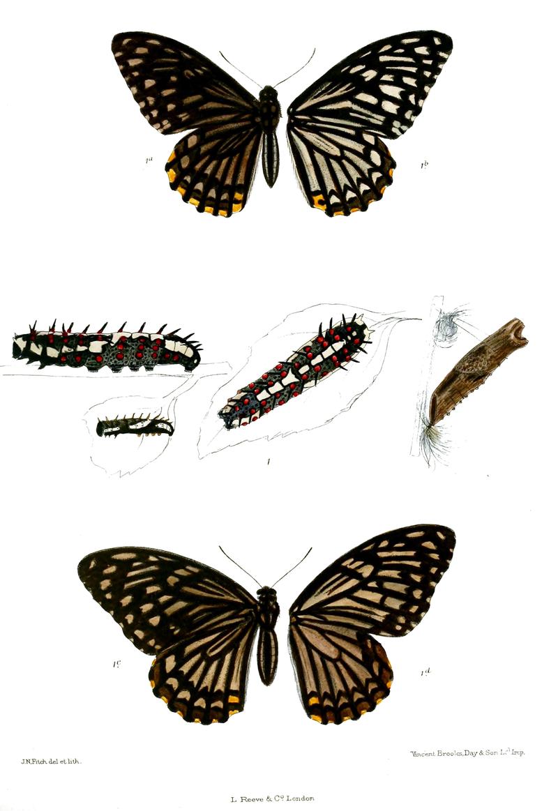 Chilasa dissimilis 506