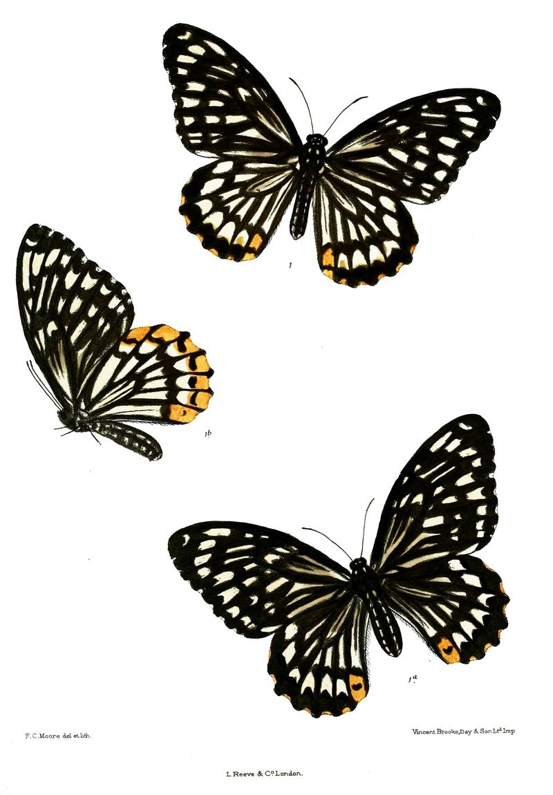 Chilasa flavolimbata 507