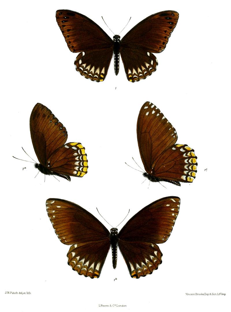 Chilasa janus 504