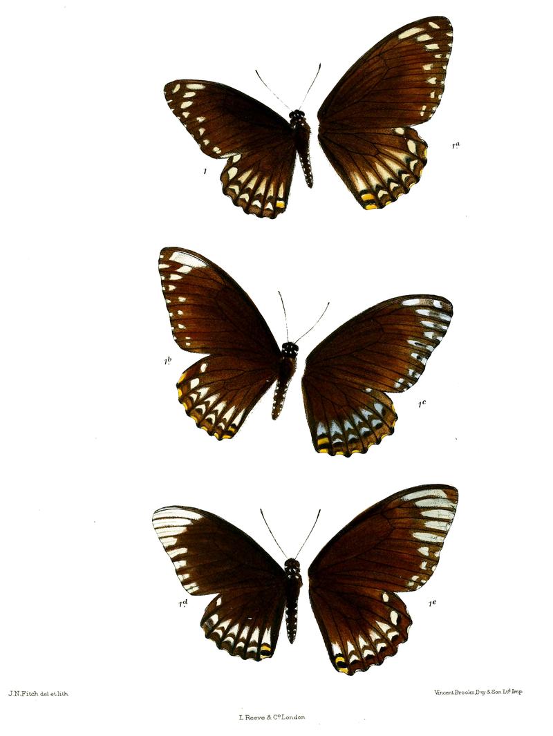 Chilasa onpape 503