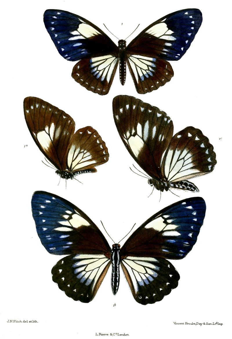 Chilasa paradoxa danisepa 512