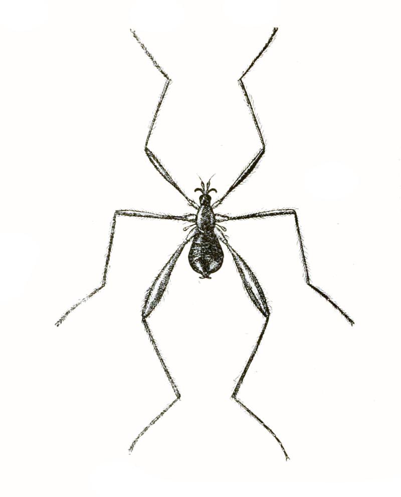 Chionea valga