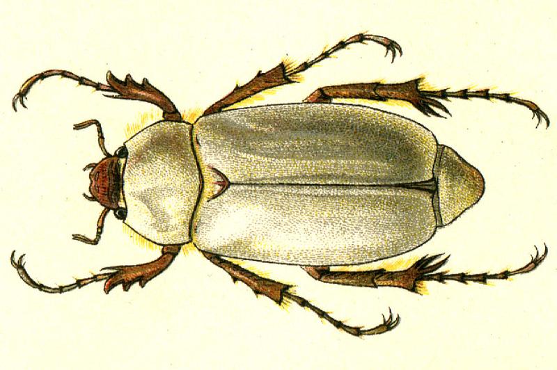 Chioneosoma komarovi