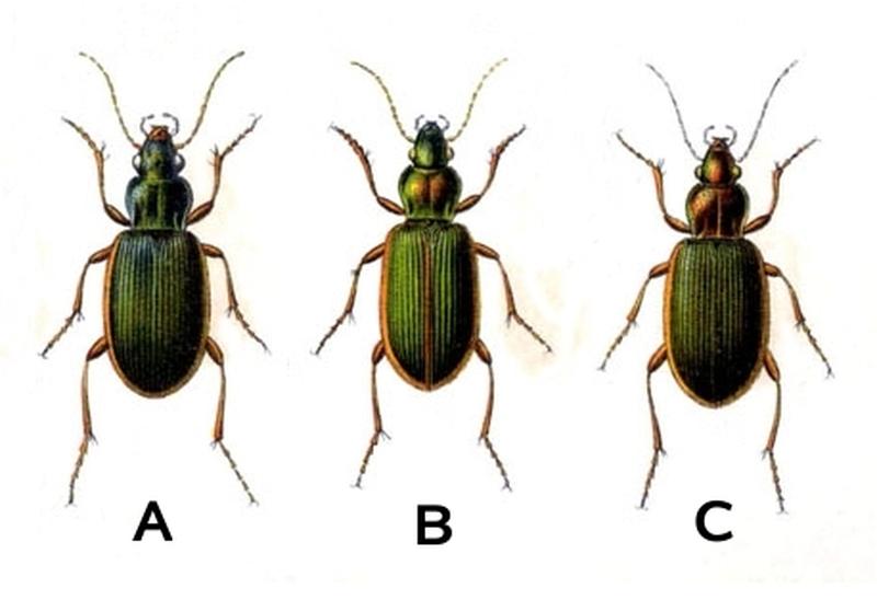 Chlaenius Reitter
