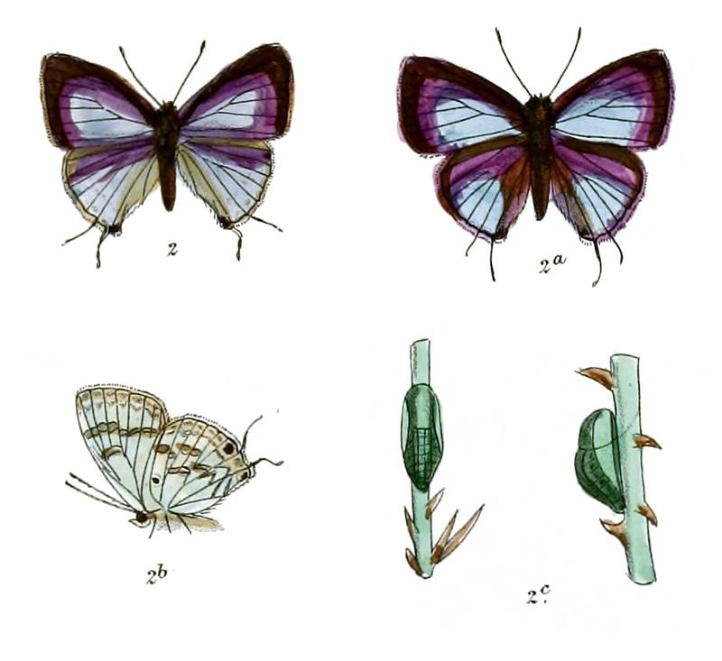 ChliariaKina 721 2 Fitch