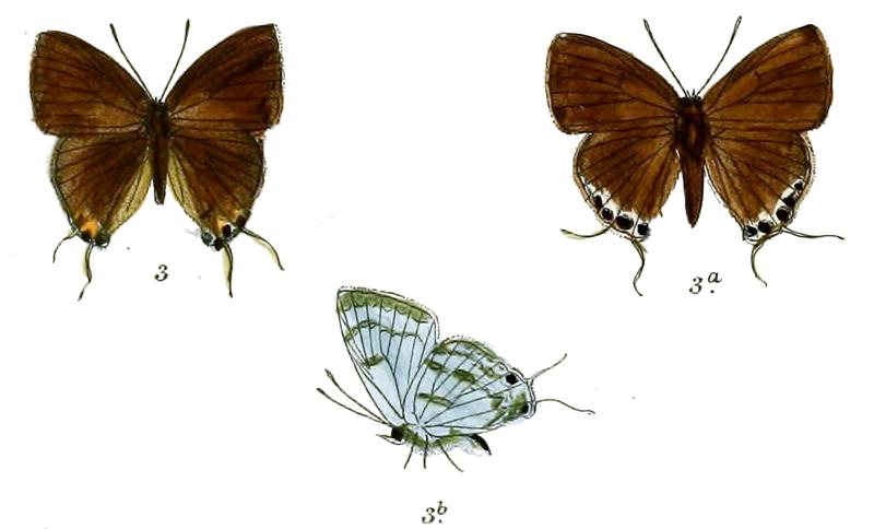 ChliariaNilgirica 723 3 Fitch