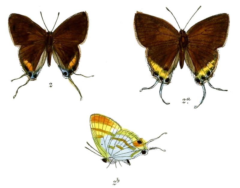 ChliariaThecloides 723 2 Fitch