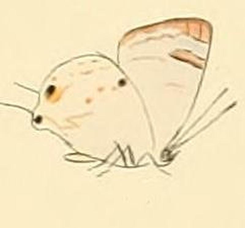 Chliaria othona