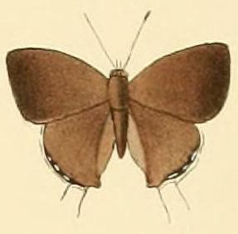 Chliaria othona1