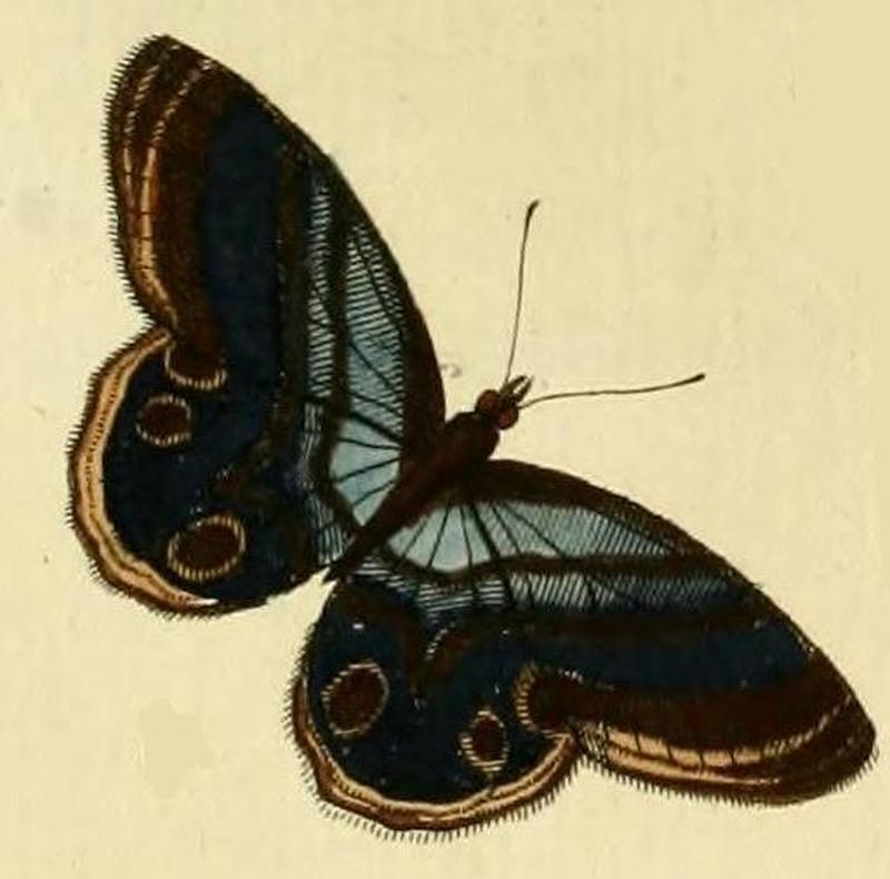 Chloreuptychia herseis