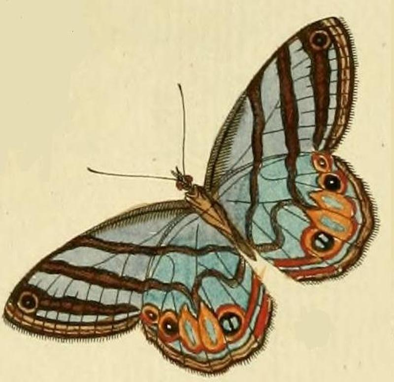 Chloreuptychia herseis1