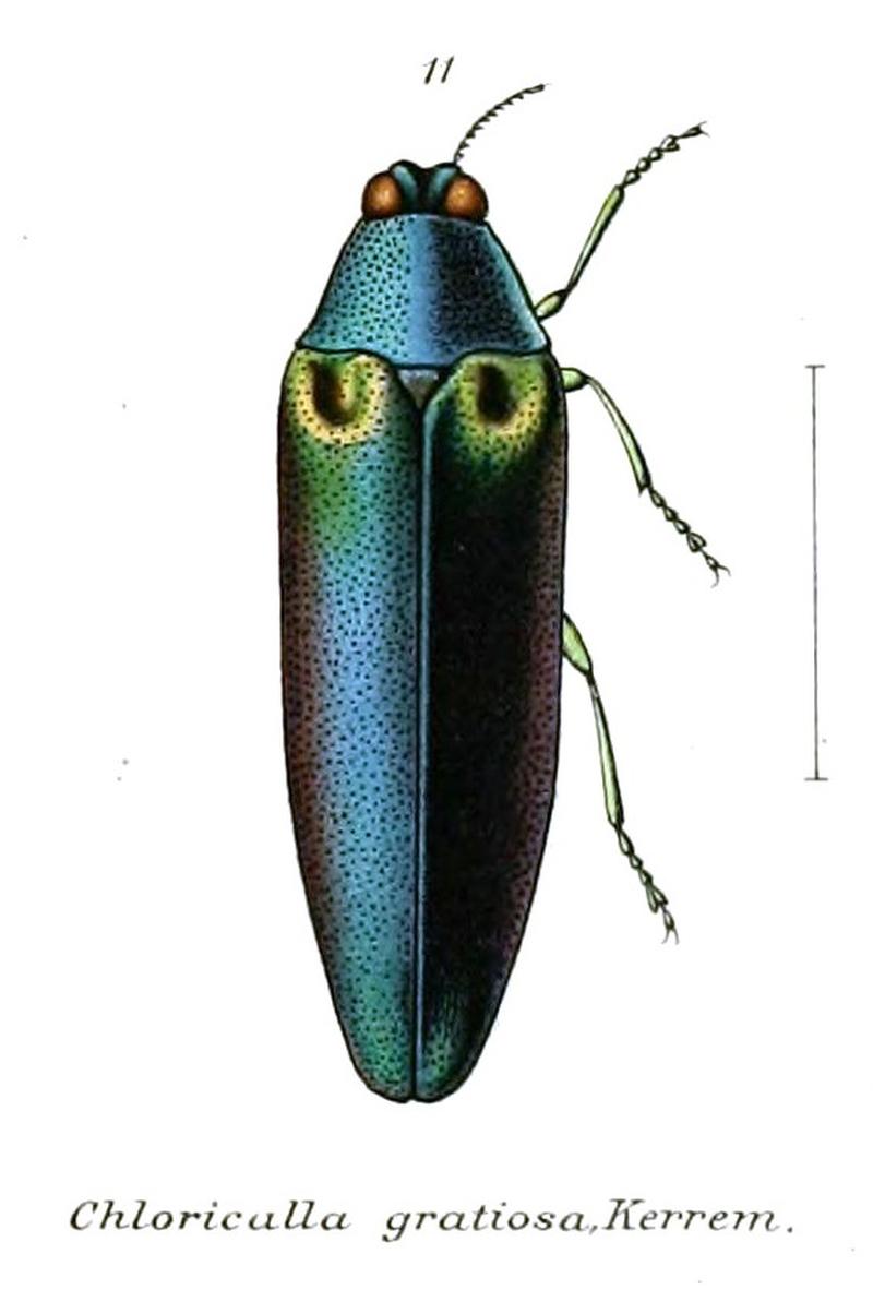 Chloricalla gratiosa