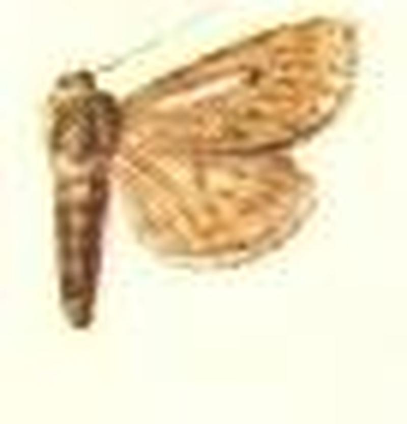 Chloridea hyalostica