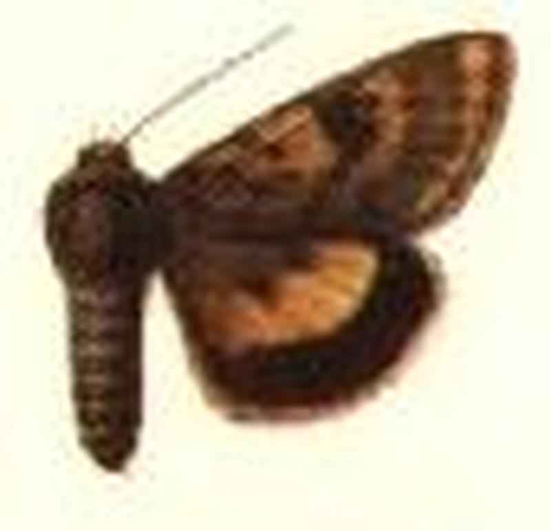 Chloridea metachrisea