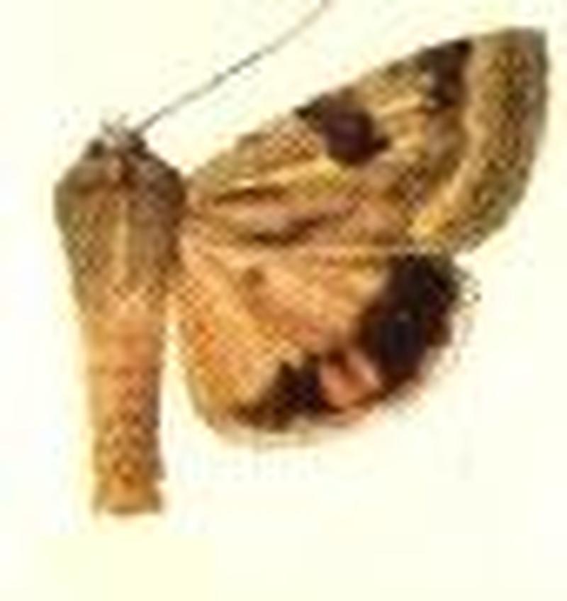 Chloridea scutuligera