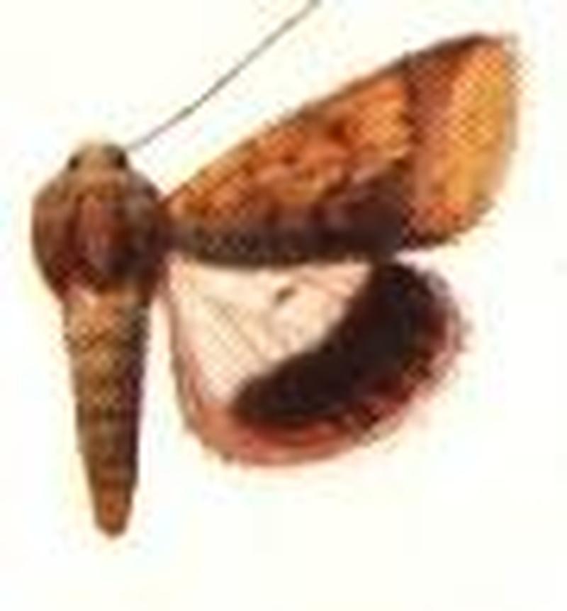 Chloridea xanthiata