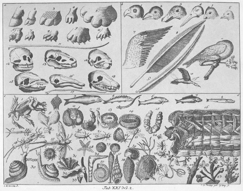 Chodowiecki Basedow Tafel 21 2