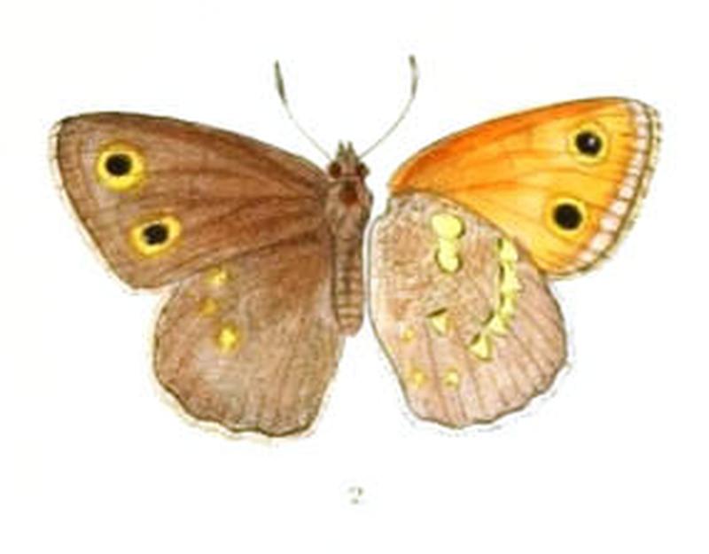 ChortobiusCoenonympha105 2