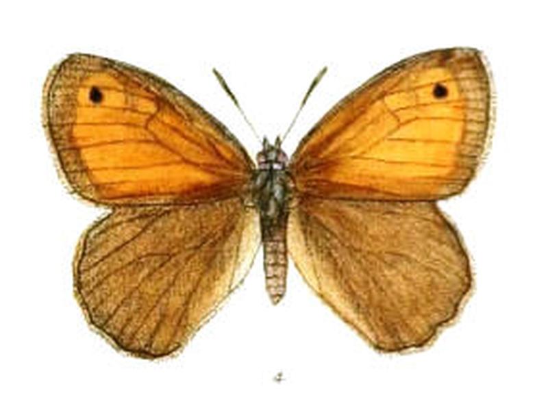 ChortobiusNeoza104 4