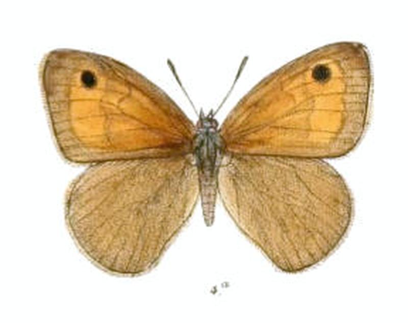 ChortobiusNeoza104 4a