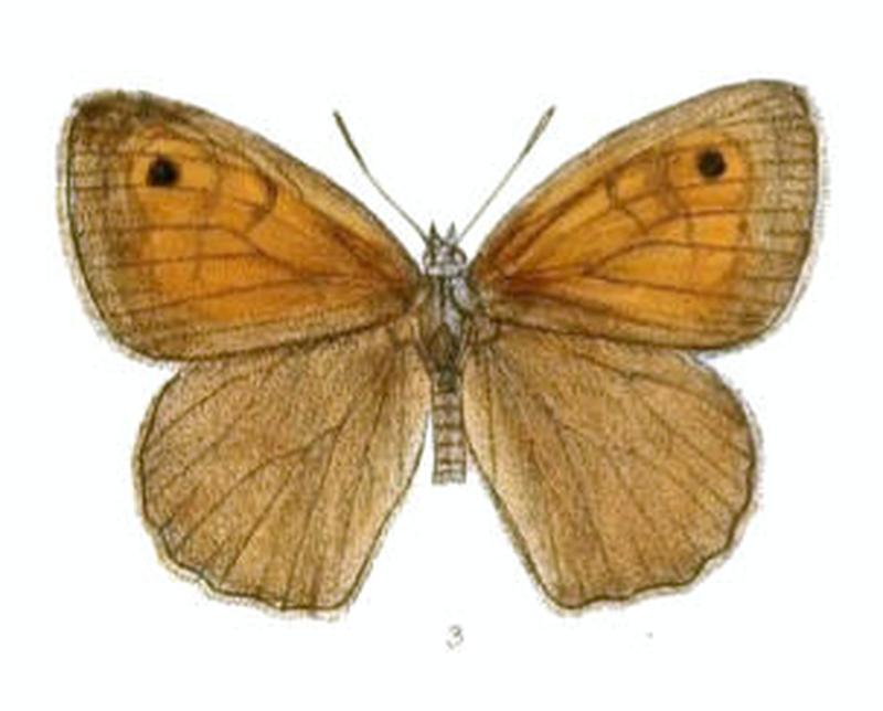 ChortobiusPulchra104 3