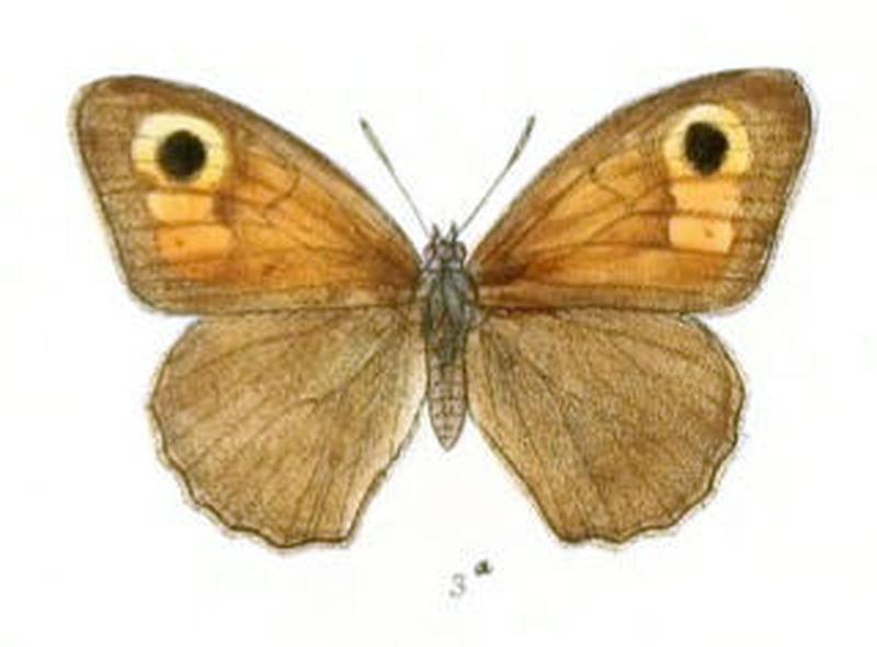 ChortobiusPulchra104 3a