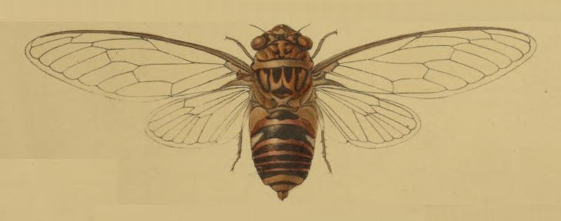 Chremistica tagalica