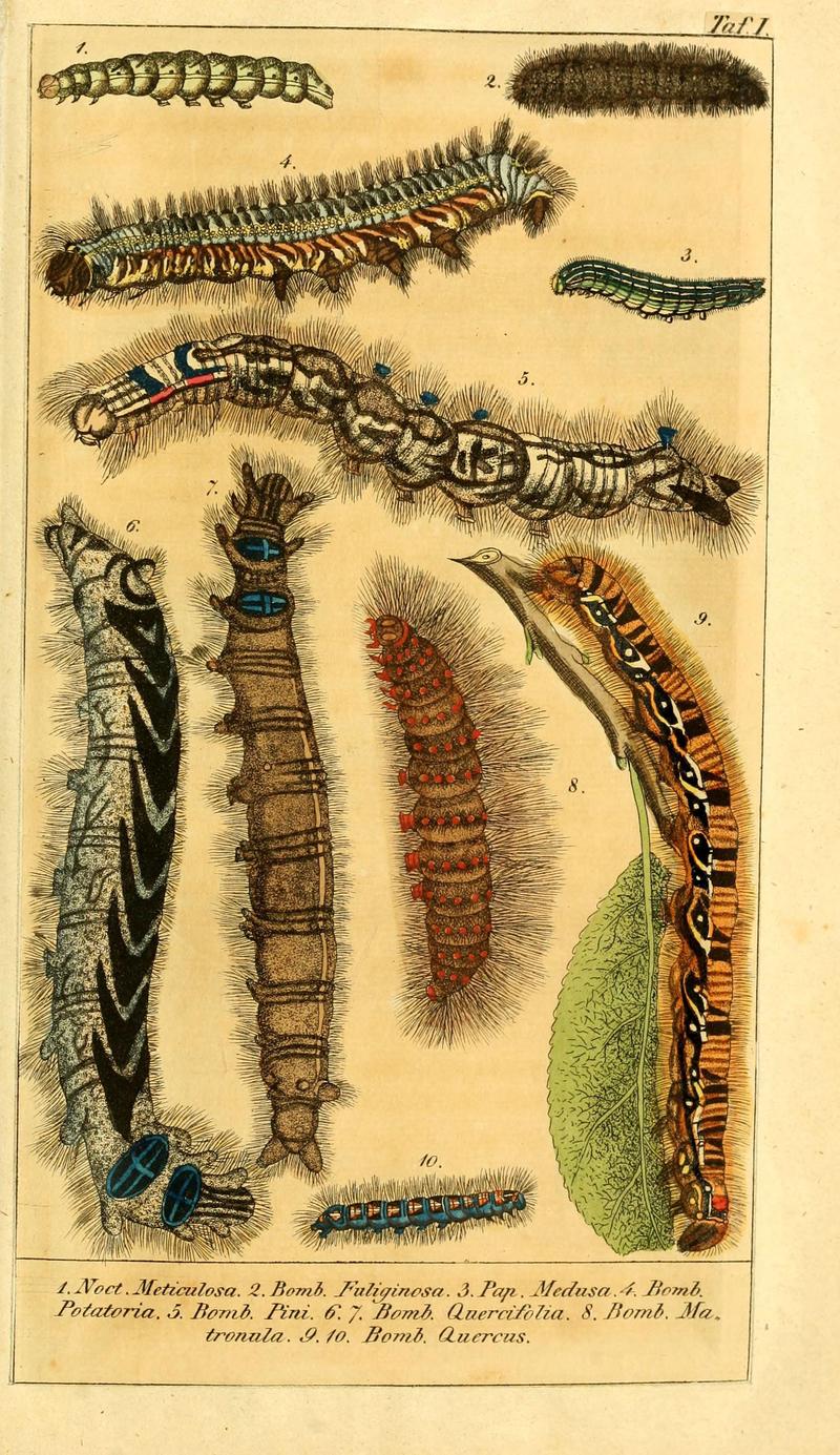 Chronologischer Raupenkalender, oder, Naturgeschichte der europäischen Raupen (Taf. I) (6029438979)