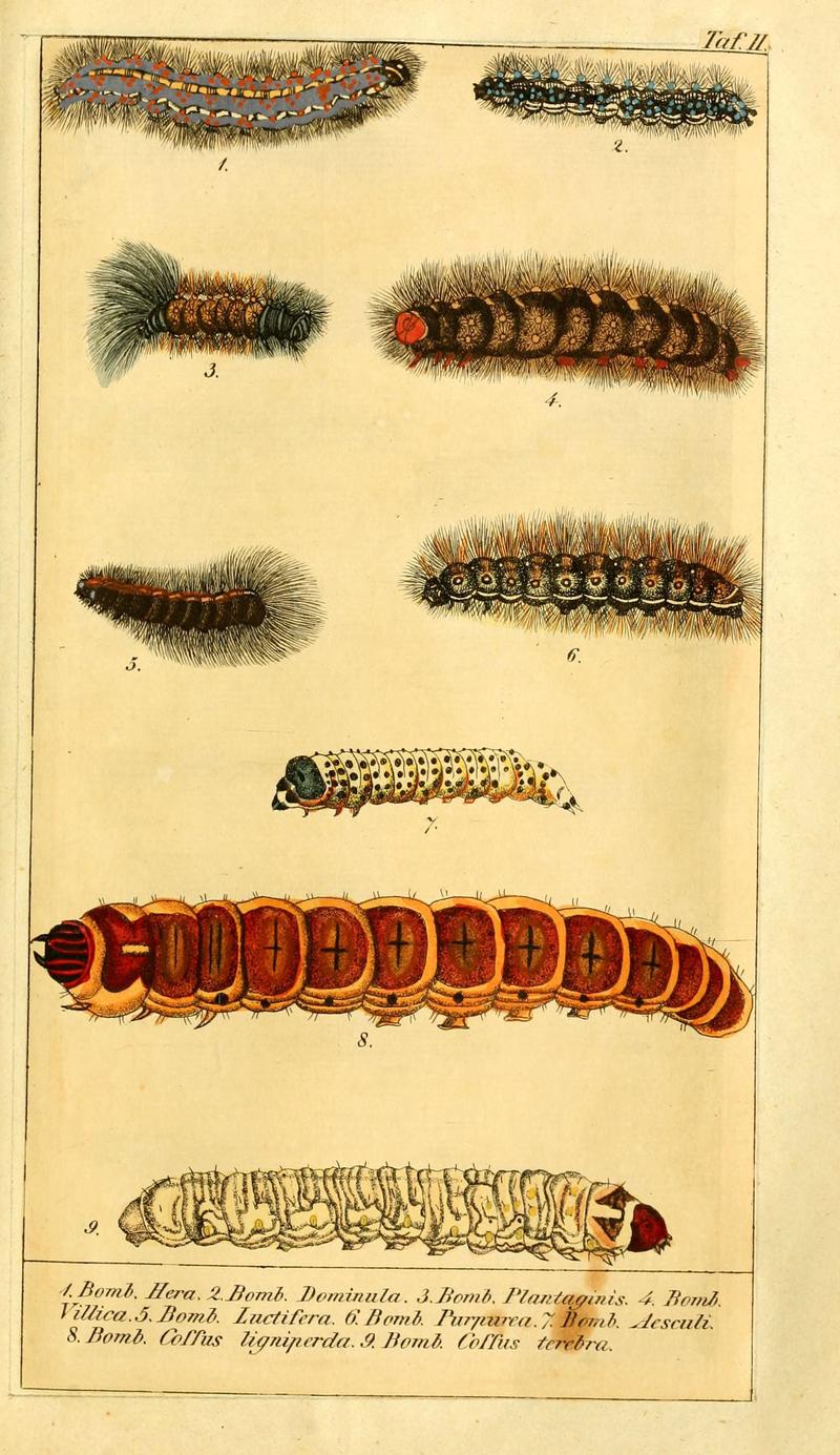 Chronologischer Raupenkalender, oder, Naturgeschichte der europäischen Raupen (Taf. II) (6029439315)