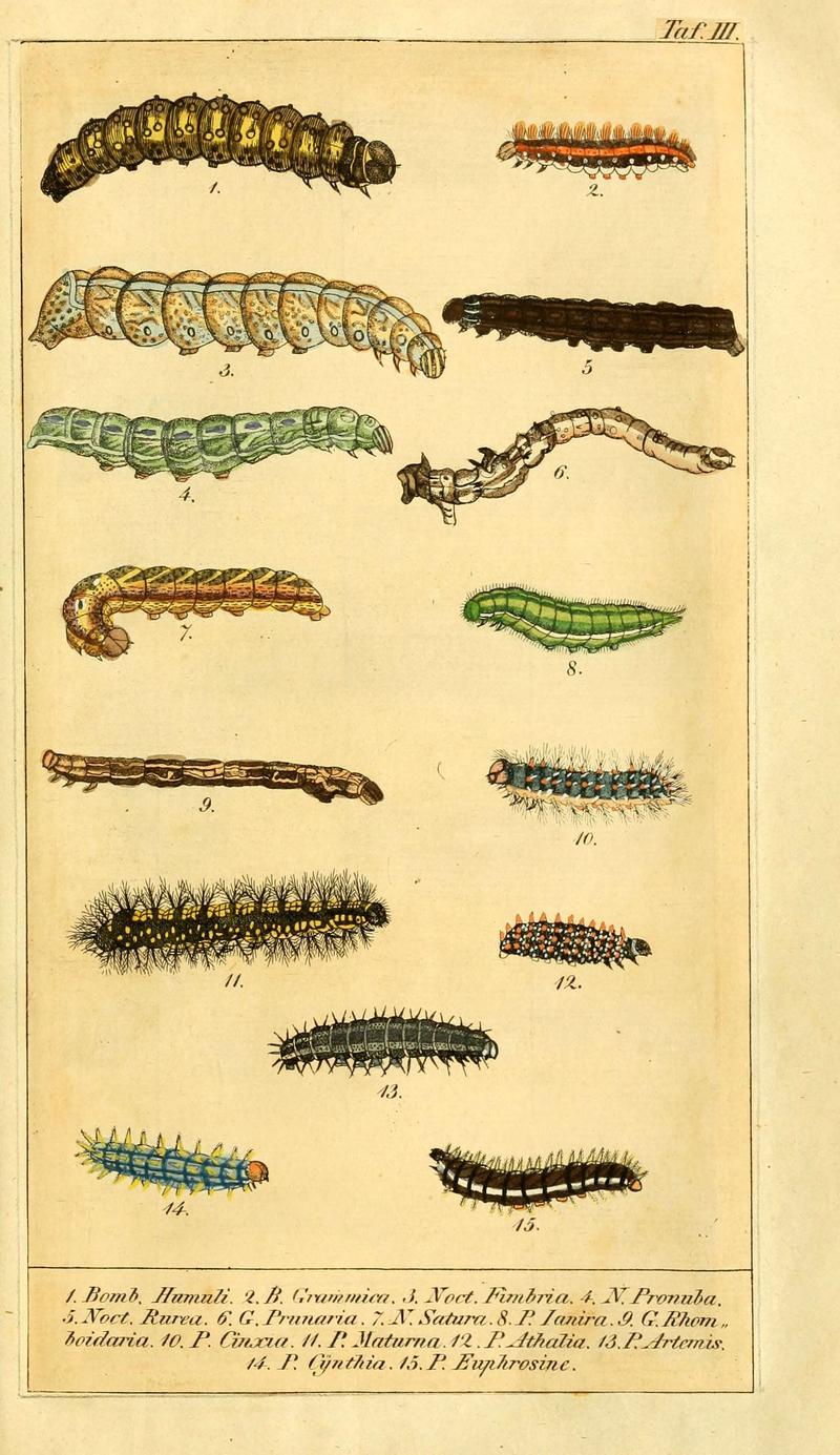 Chronologischer Raupenkalender, oder, Naturgeschichte der europäischen Raupen (Taf. III) (6029439581)