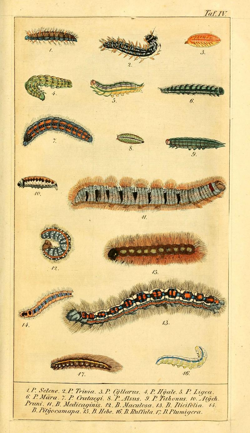 Chronologischer Raupenkalender, oder, Naturgeschichte der europäischen Raupen (Taf. IV) (6029995224)