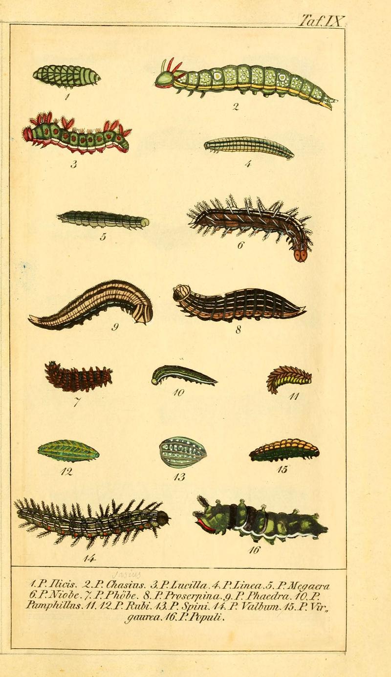 Chronologischer Raupenkalender, oder, Naturgeschichte der europäischen Raupen (Taf. IX) (6029996722)