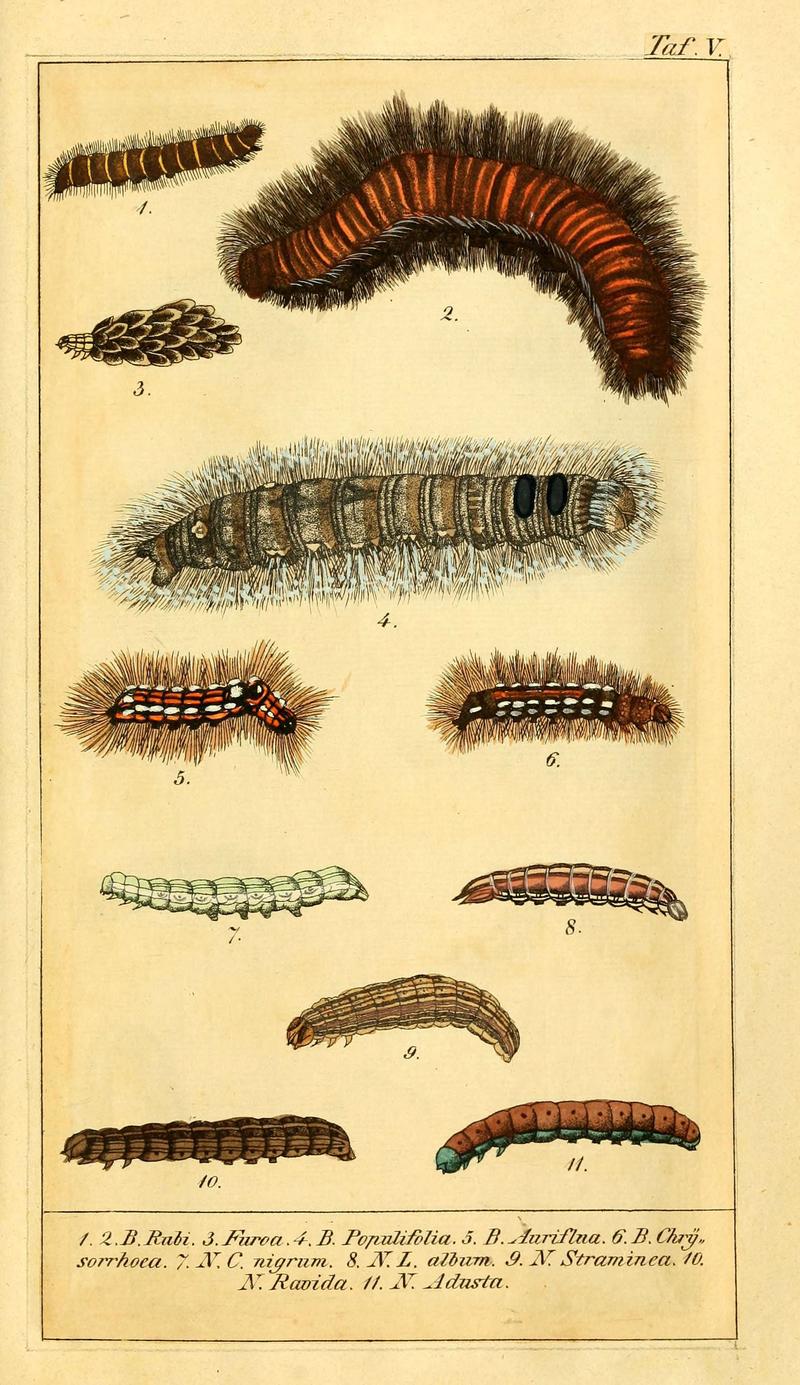 Chronologischer Raupenkalender, oder, Naturgeschichte der europäischen Raupen (Taf. V) (6029440773)