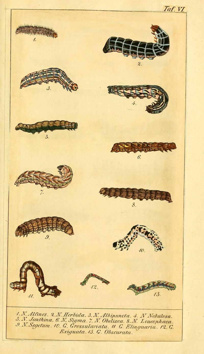 Chronologischer Raupenkalender, oder, Naturgeschichte der europäischen Raupen (Taf. VI) (6029441093)